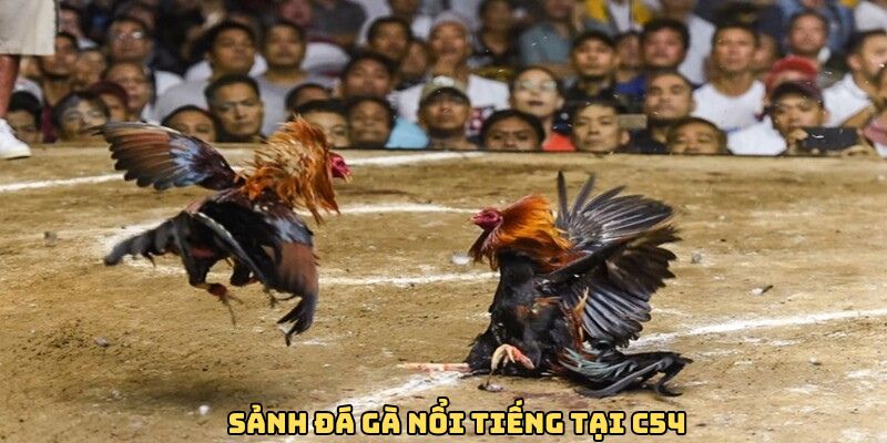 sanh-da-ga-hap-dan-tai-c54